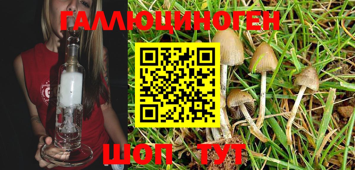 Псилоцибиновые грибы Psilocybine cubensis  Вход с VPN  Клинцы 